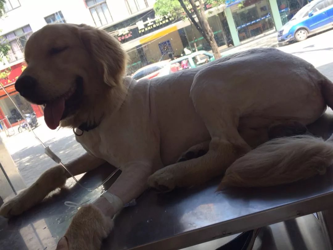 宠物金毛能活多少年,金毛等主人5年