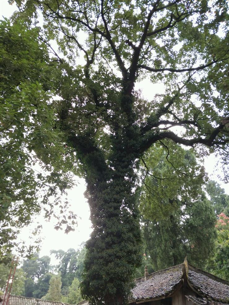 ［原创]实话乐至凤凰山╱刘兴福