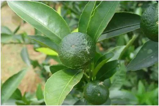 8月份不套袋的秋桃管理,秋季病虫害管理技术