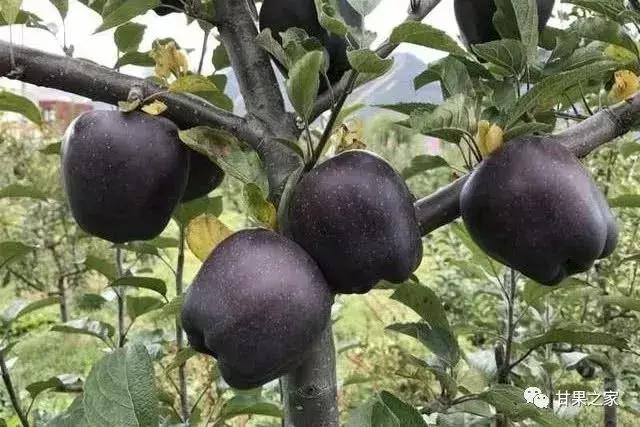 最新的苹果新品种有哪些,几种常见苹果的品种