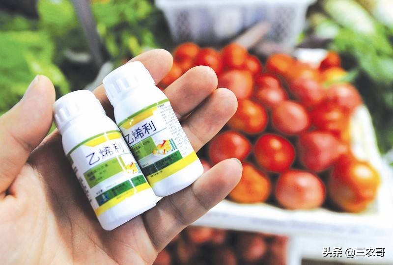 为什么现在的果农都使用甜蜜素,果树喷甜蜜素有效吗