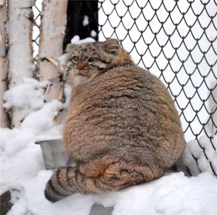 游客雪天遇见兔狲，活像一枚糖霜面包，胖乎乎坐在一旁怀疑喵生！