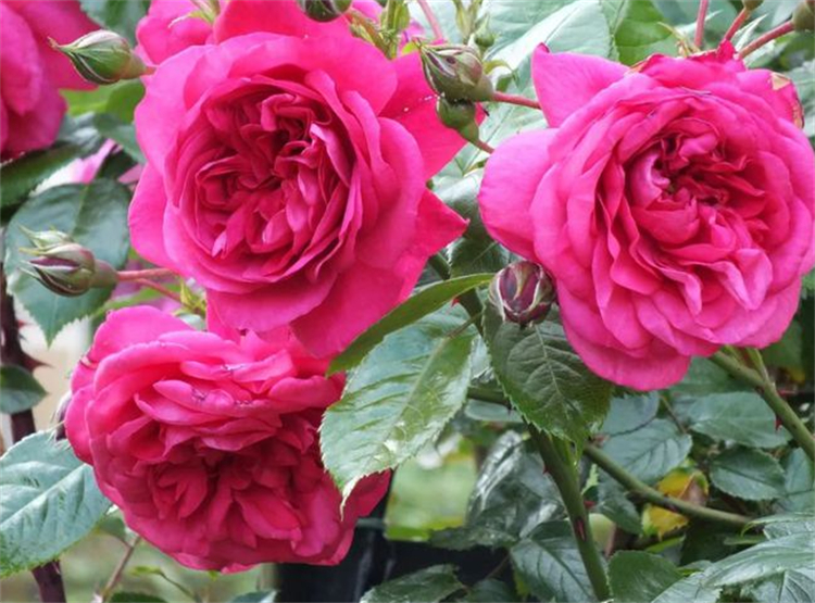 玫瑰花杆上长白斑,玫瑰花杆处理