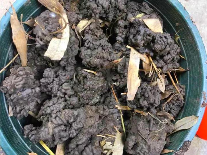 这6种碎渣渣，养花当土又当肥，比激素还有劲儿