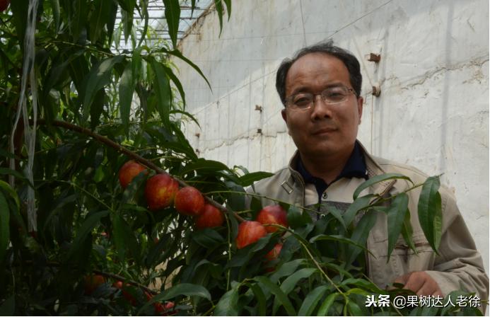 大棚桃树花期可以抹芽,大棚桃种植前景