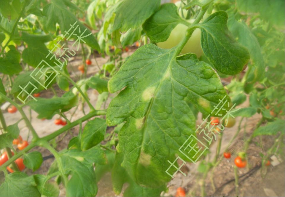 雾霾天气如何防治蔬菜病害,蔬菜低温病害及预防