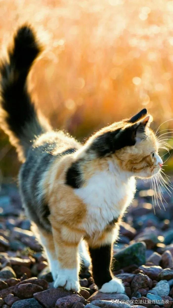 中华田园猫的寿命一般有多少年,中华田园猫哪种捉老鼠最厉害