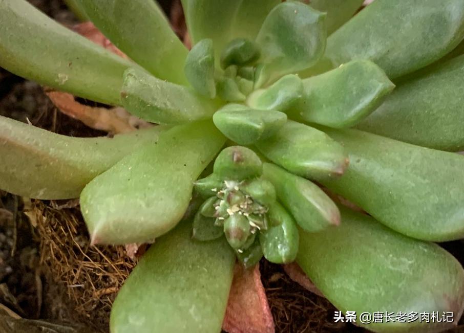 多肉怎么才能发现有蚧壳虫,多肉预防蚧壳虫吡虫啉几天喷一次