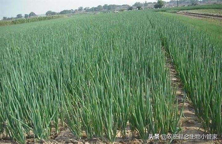 大葱烂根如何补救,大葱烂根子怎么治