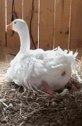 “臭”也有专门的计量单位的，臭袜子确实没有臭豆腐臭。