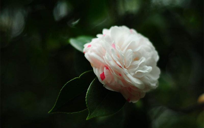 人世间有百媚千红的下一句是什么,任世间百媚千红唯独对你情有独钟