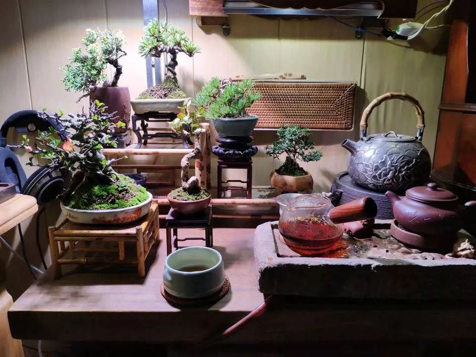 黑松压弯造型制作,黑松盆景整形时间