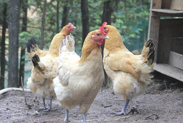 2万只土鸡一年利润多少,土鸡是怎样卖到1-2百块钱的