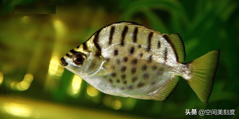 30种常见热带观赏鱼图片大全,十大你肯定没养过的热带观赏鱼