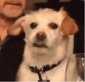 狗狗交配后竟转头就跑？背后真相有这些