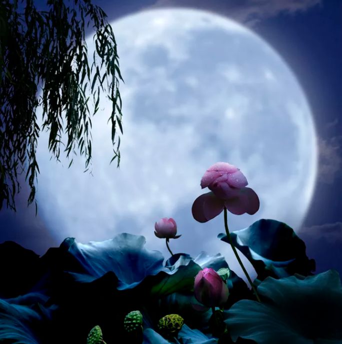 相逢在藕花深处的诗句,藕花深处等一场相逢