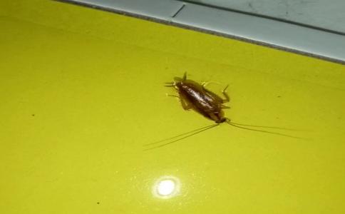 广州家庭灭蟑螂价格,家庭灭蟑螂的有效方法