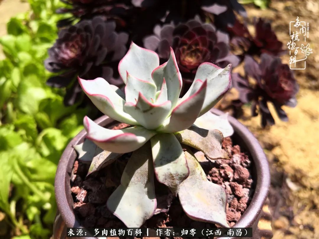 人生转个弯,在小院遇见落入凡间的多肉小精灵