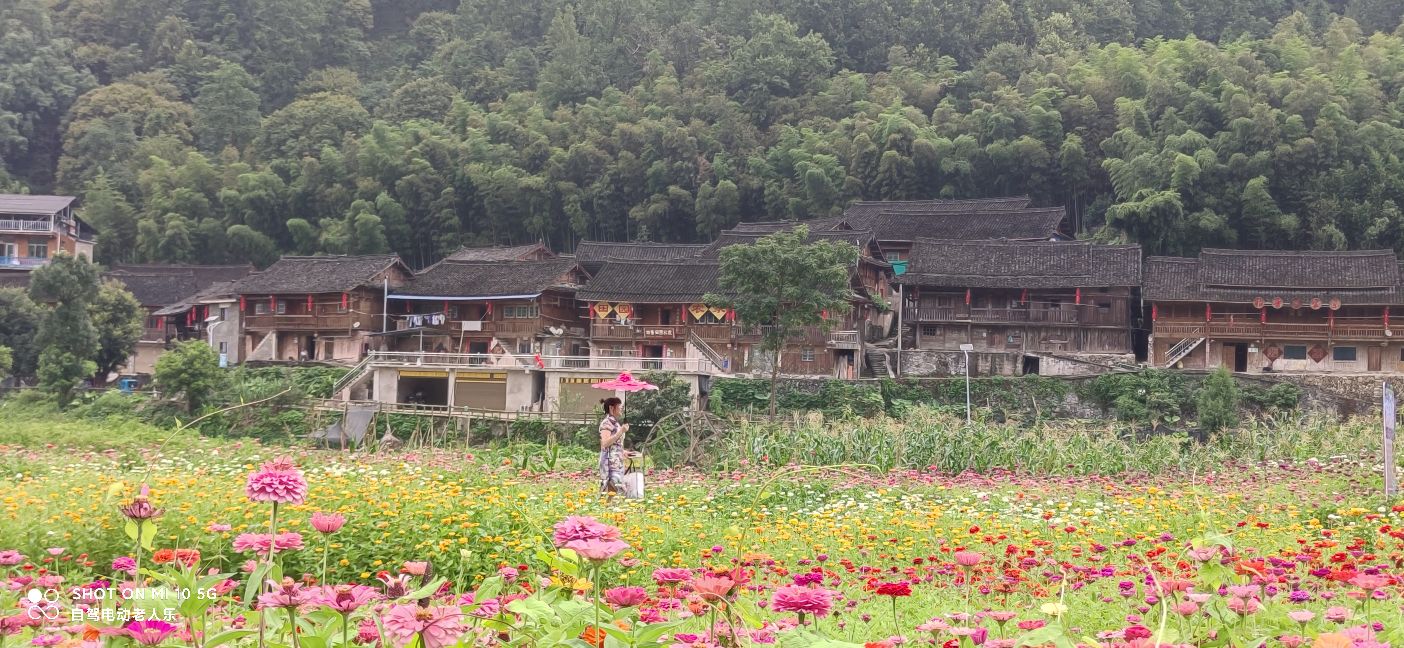 贵州麻江百日菊花海盛开,三都产蛋岩景区