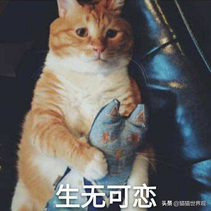 给猫剪胡须,猫的胡须为什么掉了