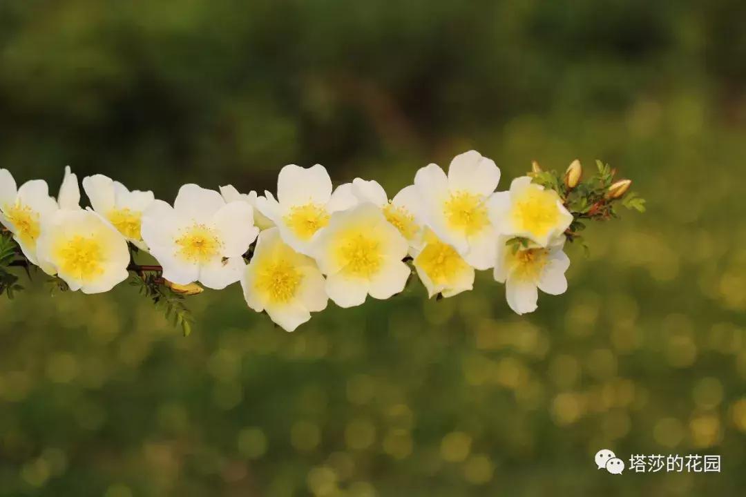 玫瑰和月季和蔷薇的区别图解,月季玫瑰蔷薇芍药牡丹的区别