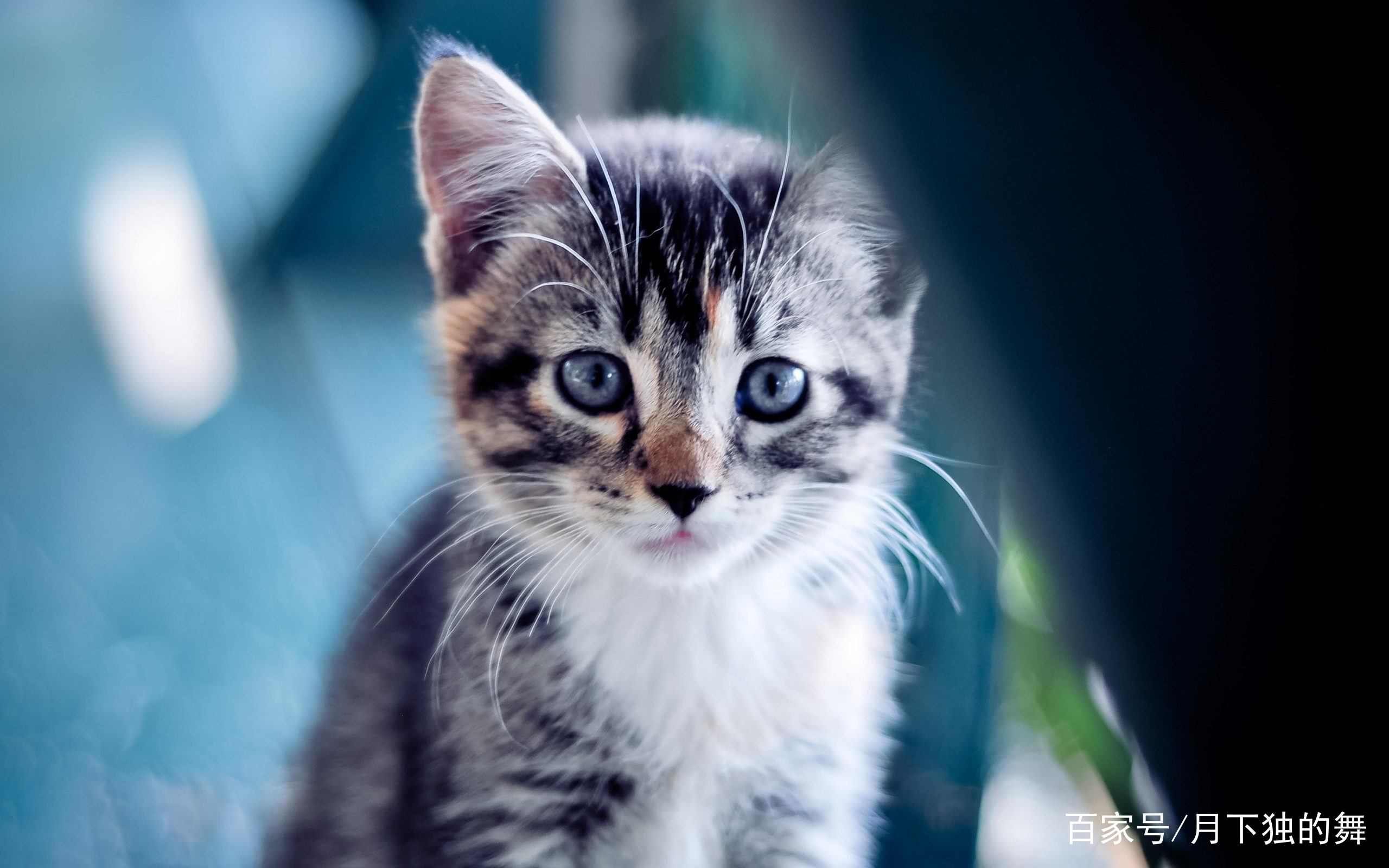 猫咪怕生怎么养熟,成年猫咪出门胆子小怎么纠正