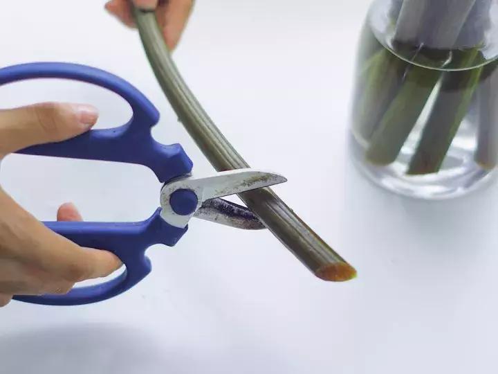 睡莲怎么养能开久一点,睡莲在室内如何养护才能快速开花