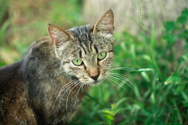 有素质的人和没素质的人的区别,有素质的人反而受欺负