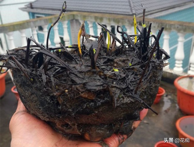 碗莲种藕一盆种两棵,种碗莲种藕全过程