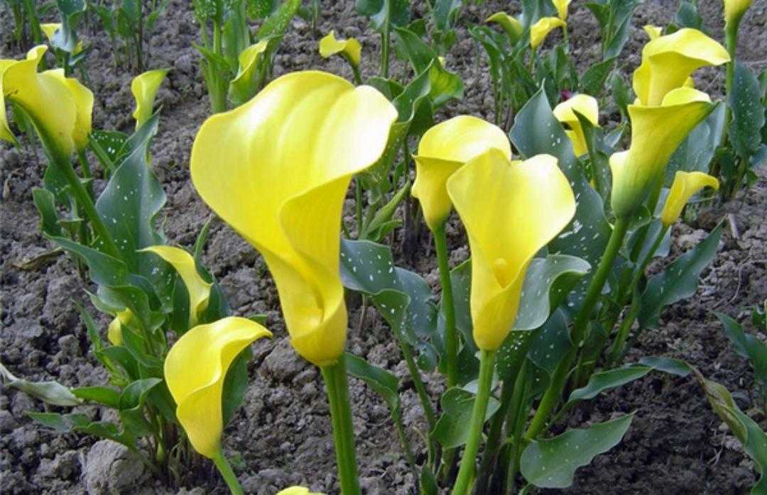 黄花马蹄莲叶子形状,红黄花马蹄莲图片