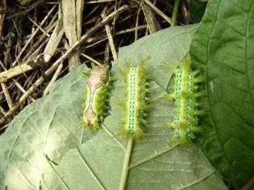 自贡最稀有动物,自贡有哪些小动物