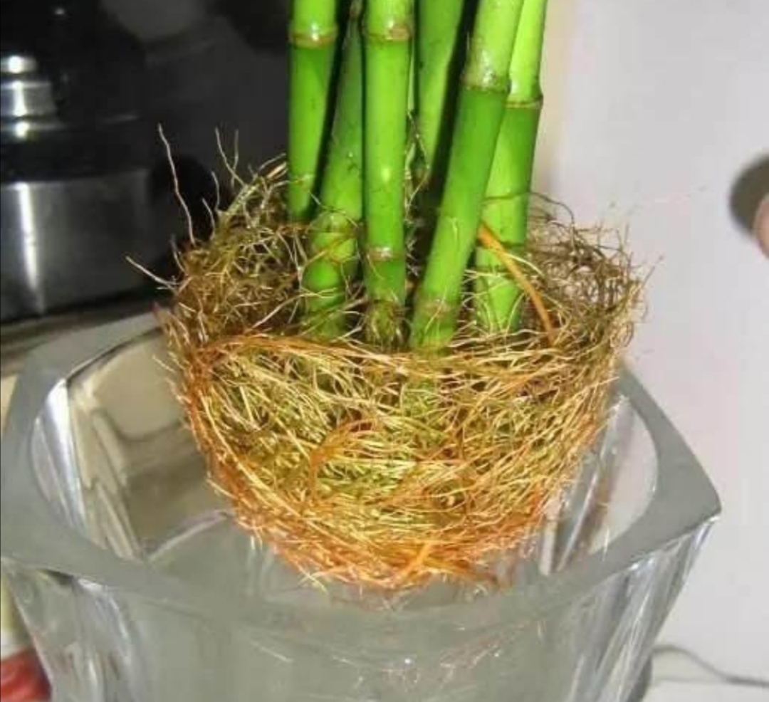 富贵竹不长新叶子怎么办,富贵竹怎么养才能快速长出来