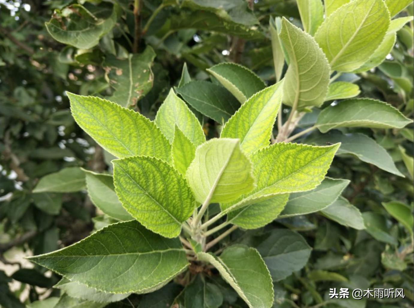 移植的苹果树叶子发黄怎么办,苹果树叶子发黄了怎么办