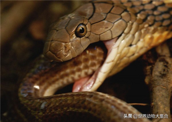 野外遇到眼镜王蛇怎能避让,森林王蛇和眼镜王蛇哪个厉害