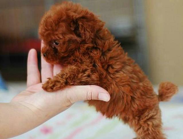 灰色泰迪怎么判断灰泰迪纯不纯,刚出生泰迪有白色杂毛是不是不纯