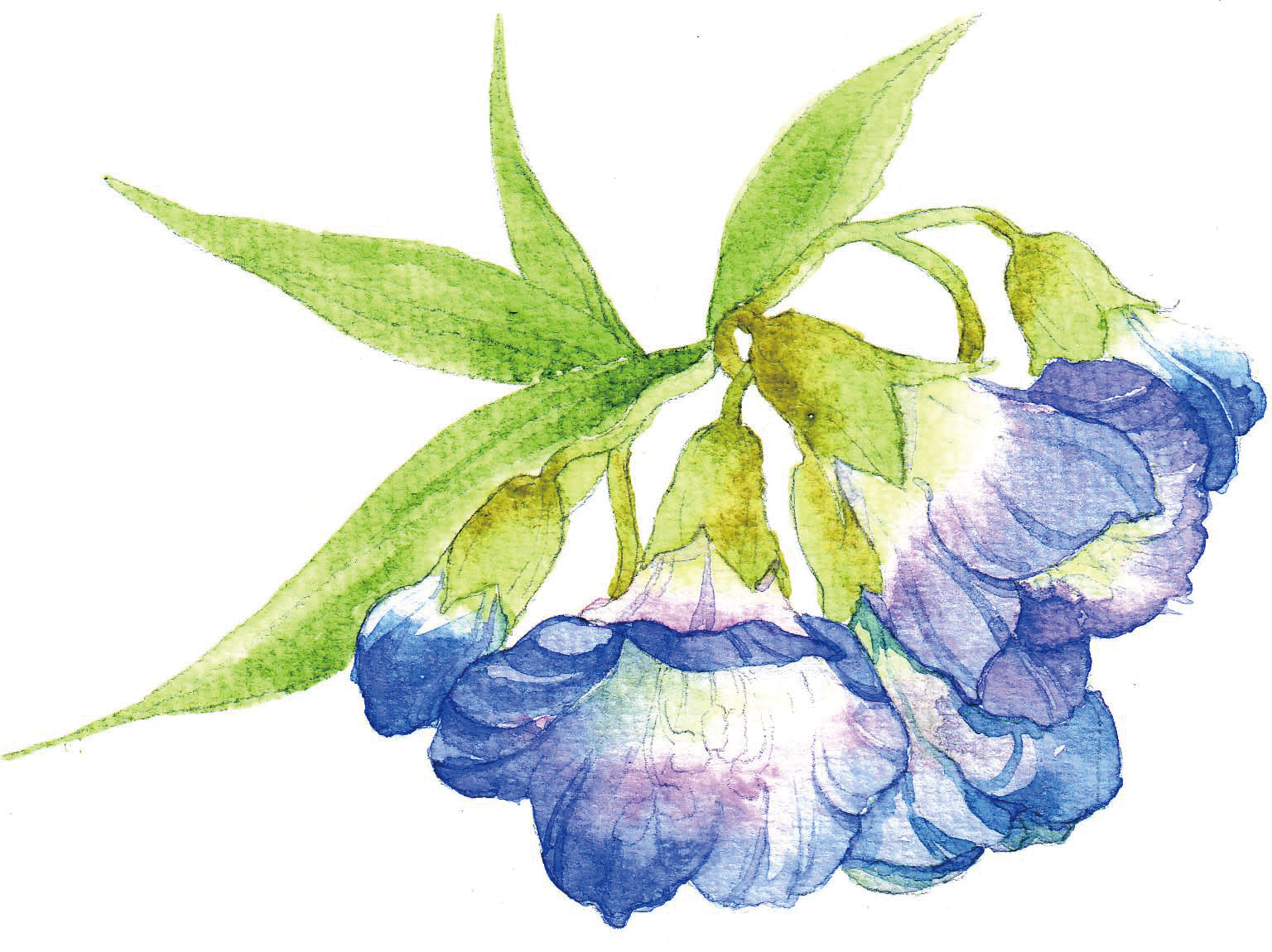 清爽又干净的水彩花卉手绘,学习水彩花卉画法步骤