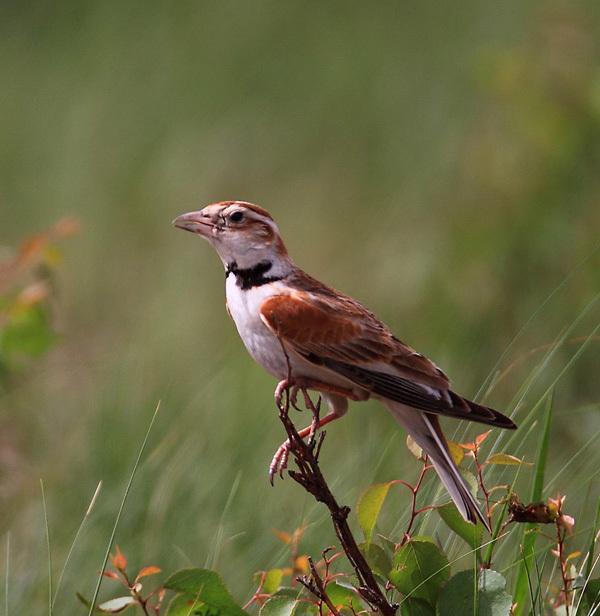动听悦耳的百灵鸟叫声,怎样才能有百灵鸟一半好听的声音