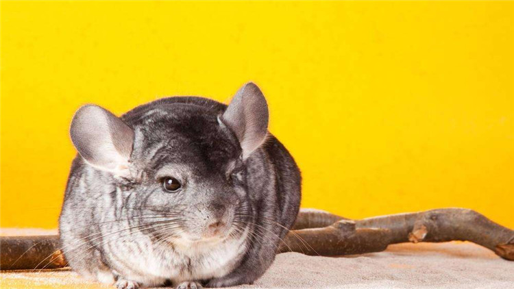 养仓鼠改掉咬笼子的这个坏习惯,仓鼠咬笼子嘴巴出血怎么办