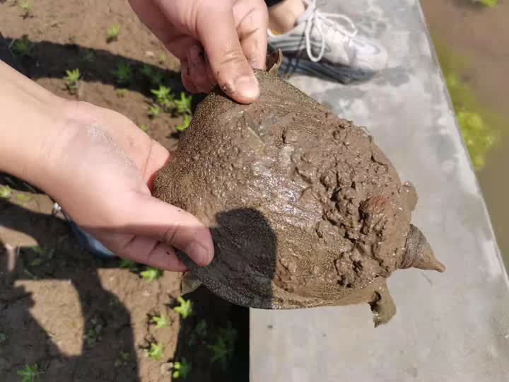 新滩野生甲鱼,生态甲鱼仿野生甲鱼