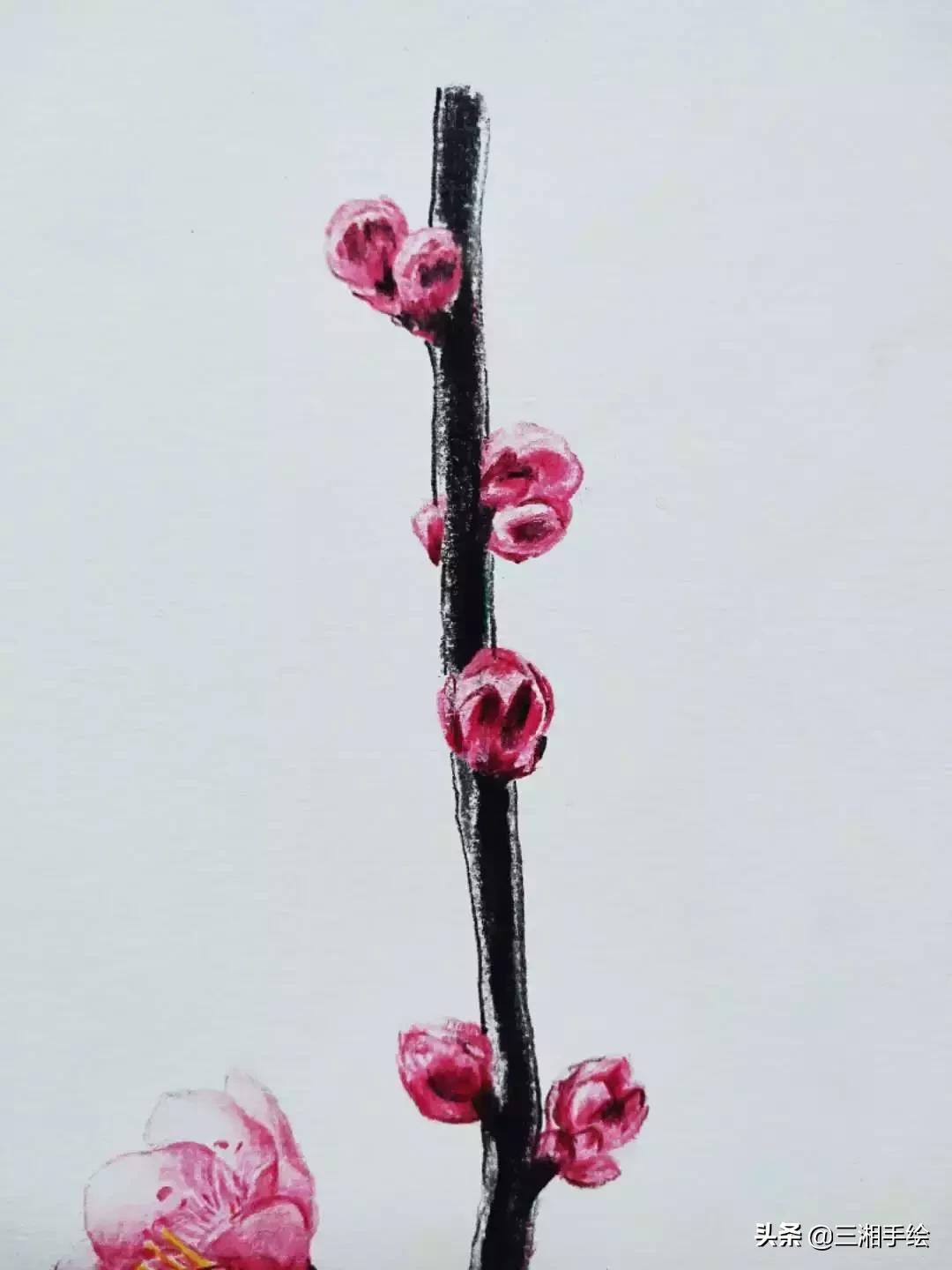 怎样用彩铅画梅花,梅花彩铅怎么画