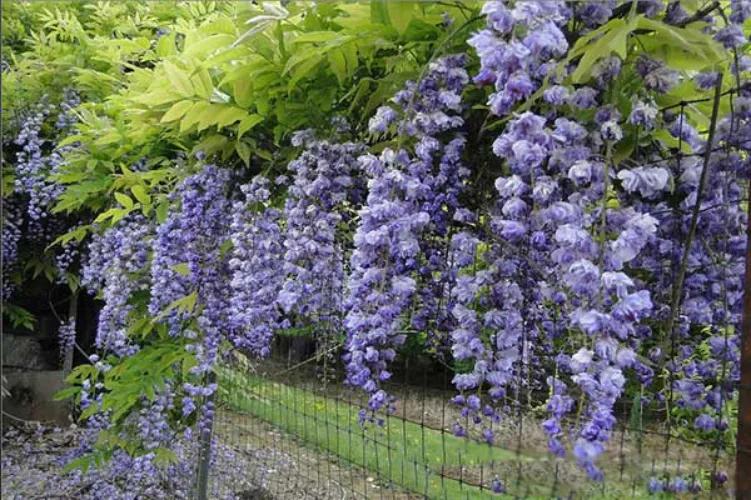 精品紫藤品种,名藤花卉紫藤