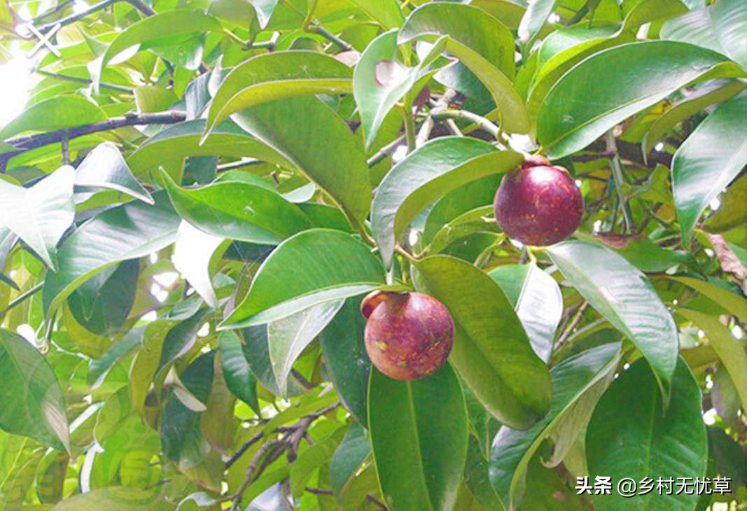 这6种水果可以放开了吃,正是当下时令水果,既新鲜还便宜