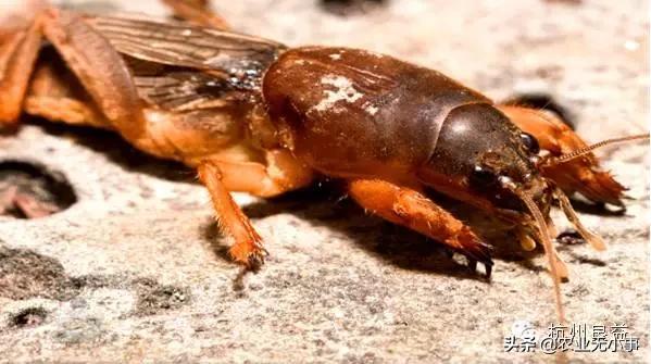 新版西瓜病虫害解决方案,2020西瓜病害视频