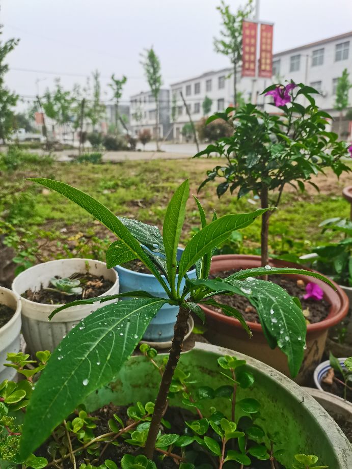 下雨天怎么办,下雨天怎么办歌曲