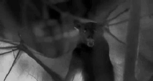 世界最大的蝙蝠,世界上最大的蝙蝠是什么蝙蝠