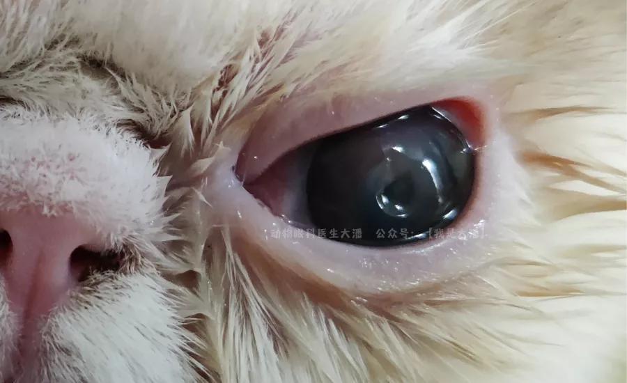 加菲猫角膜溃疡，眼睛有凹陷的治疗