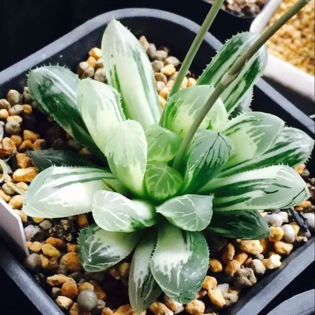 多肉植物好养又容易开花,长相怪异的9种多肉植物