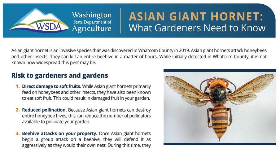 杀人蜂为什么那么可怕,杀人蜂到底有多厉害