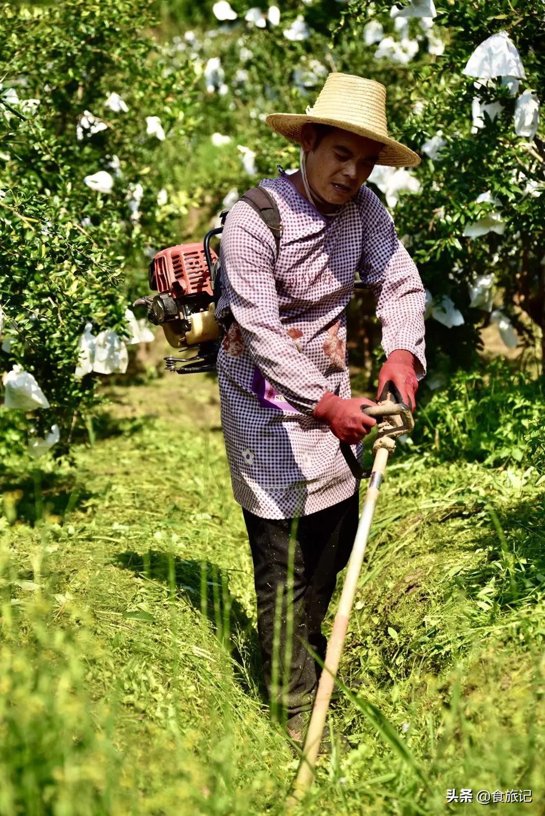 突尼斯软籽石榴最佳食用时间,突尼斯软籽石榴可以喝的石榴