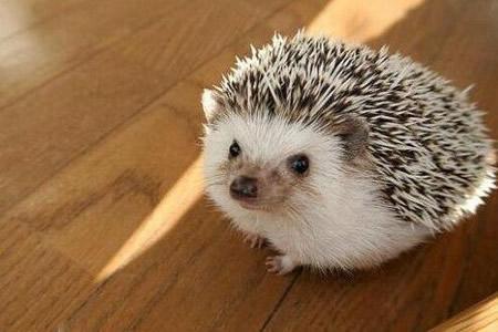 刺猬浑身都是宝,刺猬养殖的方法及注意事项